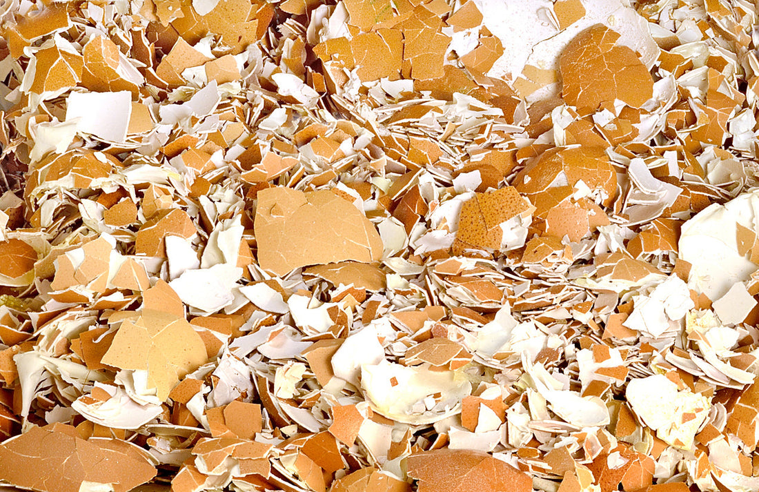 Skorupki Jajek: Naturalny i Ekologiczny Surowiec dla Domu i Ogrodu